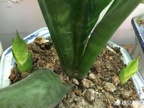 如何让虎皮兰不断长侧芽？