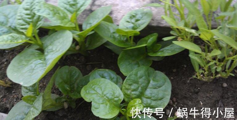 阳台上|蔬菜在阳台上长得好必须满足三个条件，你需要清楚