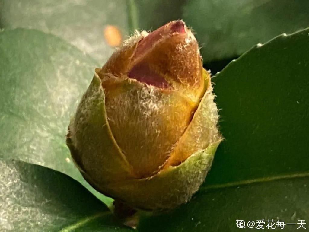 茶花冒花苞，用手一碰就掉了，到底为啥？