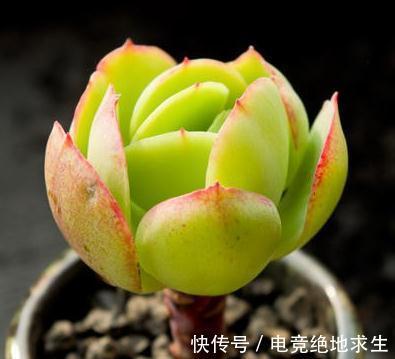 养不死的多肉植物碧桃,别称鸡蛋莲花,浅谈其老桩如何换盆
