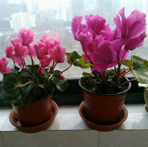 “高逼格”的花，一开花就是半年，还很好养活