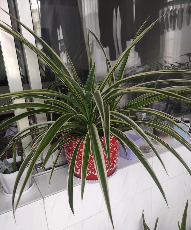 家里有“尿素”,可不可以用来养绿萝、吊兰小花匠是这么用的