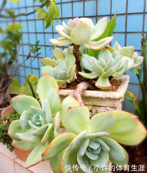 多肉白凤有个小机关，及时打开长势好，轻松养成悬崖桩