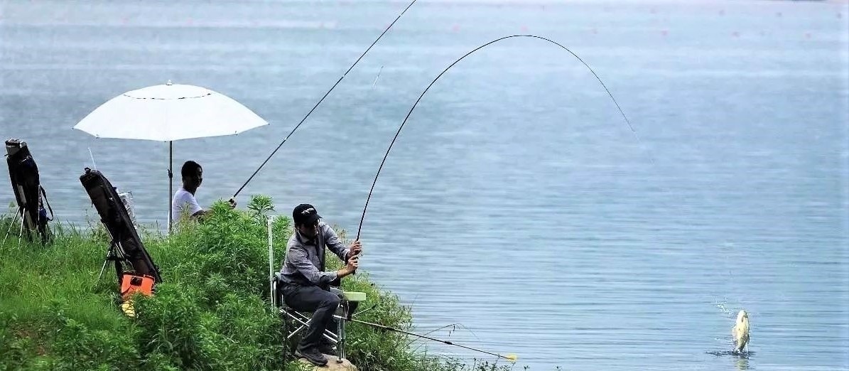 窝点|夏季野钓，突然无鱼口，不是钓技不好，原来是这几种因素