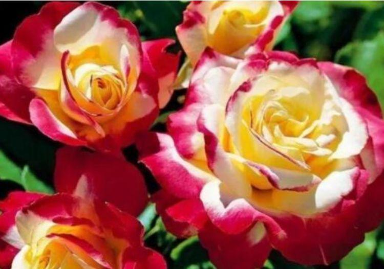 此款花草适合新手养殖,花开媲美玫瑰,花朵姿态万千,美