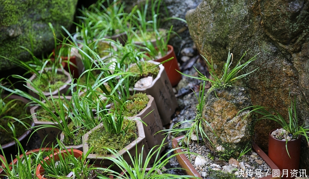 曾是河边的杂草,如今成了高档盆景,这种植物你应该见过