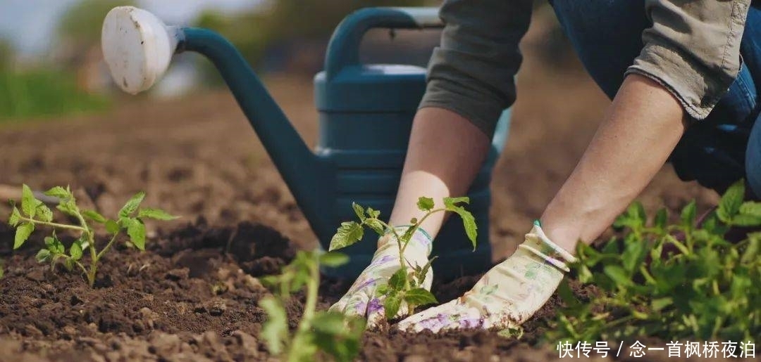 想有个菜园,余生低头种菜,抬头看花...