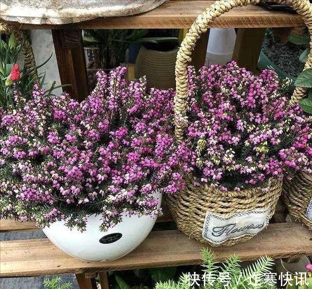 净化|6种健康花,适合室内养,能净化空气,寓意好,高档大气很舒心