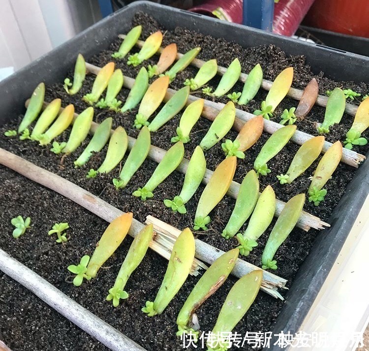 金钱树|养8种花,别花“冤枉钱”,掐1片叶子“扔土里”,几天就生根