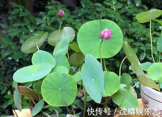 会长势|3种植物,越淋雨长得越快越好,叶更绿,花更美,爆盆快!