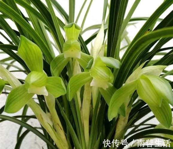 叶美|养兰花一年365天不偷懒,天天有花开,开到你不想要