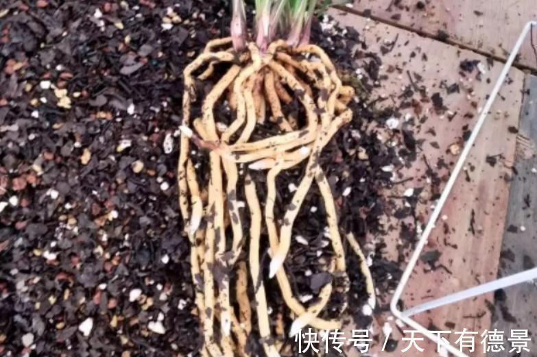 松塔养花的好处以及注意事项