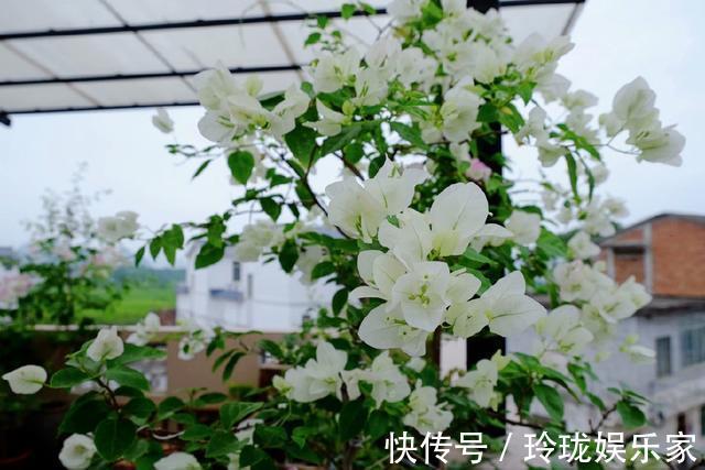 三角梅|三角梅叶茂徒长不开花4个重点没搞明白，三角梅养护施肥时间表