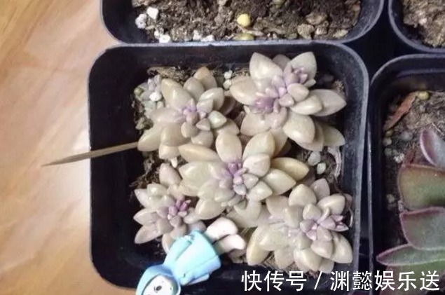 万能的浇水“神器”,只需一根小吸管,专治各种烂根烂叶!