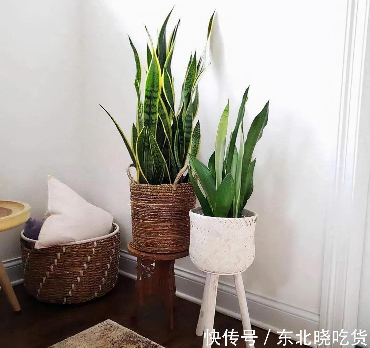 人养花,花亦养人,能促进“睡眠”的9种花,卧室再小也要养