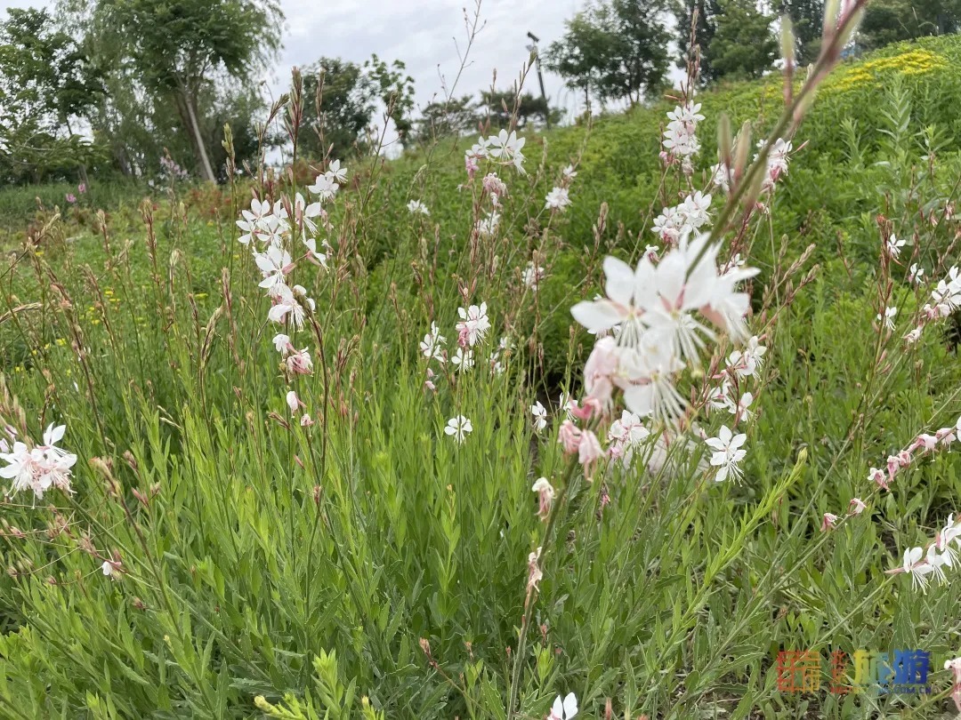 雏菊|北京亦庄超大规模雏菊花海正在盛花期，五颜六色，颜值爆表！