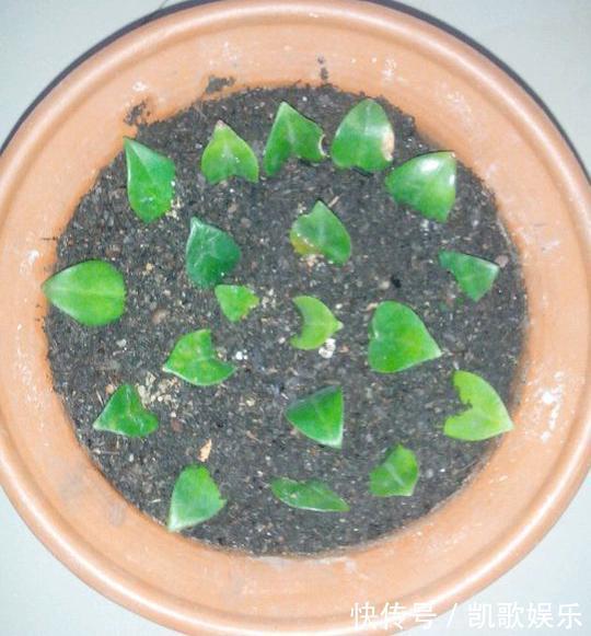 一片叶子|这些植物盆栽,只用一片叶子就可以繁殖!学起来