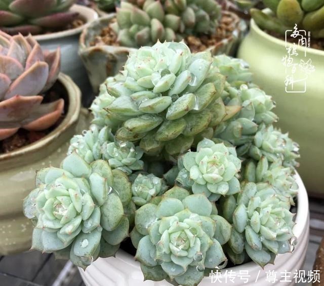 百科|养多肉三年多,初见惊鸿!累并快乐着!养多肉三年多,初见惊鸿!累并快乐着!