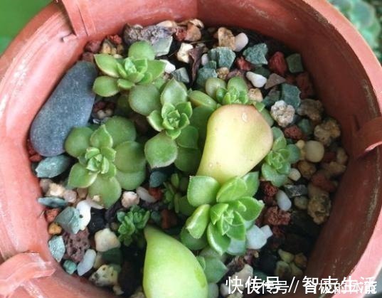 土壤|蒂亚一直绿着，实在忍不住了，把叶片撸，全插起来！