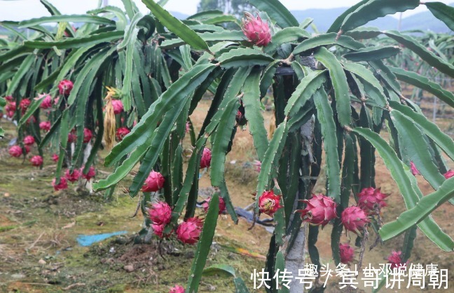 节食减肥|早上坚持吃火龙果，连吃15天，好处意想不到，早知早受益