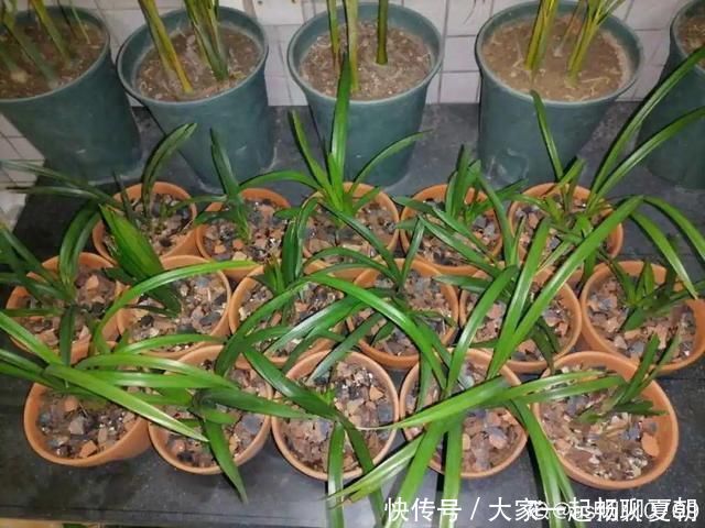 3种花不用扦插，掰下来就能活，1盆变10盆，懒人也能养