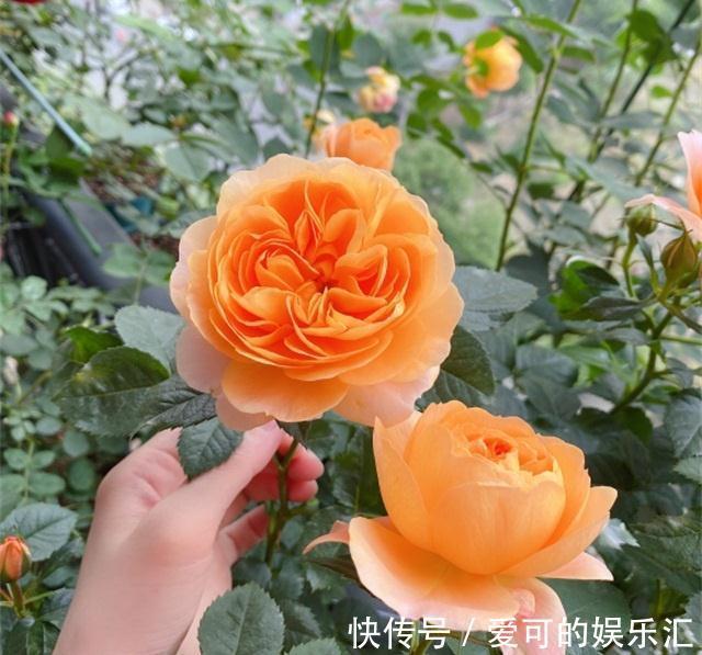 阳台如何养好月季，了解这些规则，新手也能养爆花