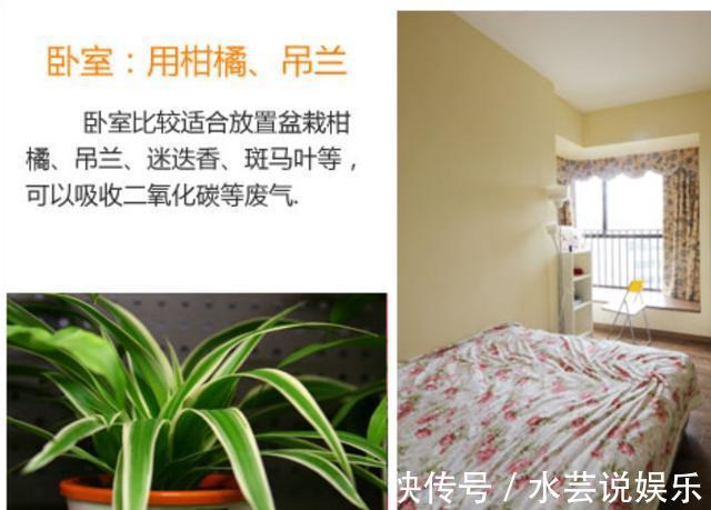 灰尘|如何让家里更加的清新4个地方摆放绿植,给你带来不一样的感觉