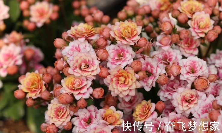 养长寿花“老桩”,做好“3勤2合理”,长势旺,每年开花都翻倍