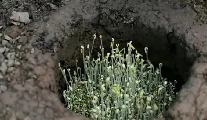李子柒自制绿豆芽，看到她制作的方法后，网友这也太费心思了吧