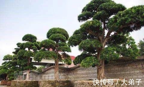盆栽|罗汉松盆景价值高,定时修剪多浇水,轻轻松松养成老桩,价值更高