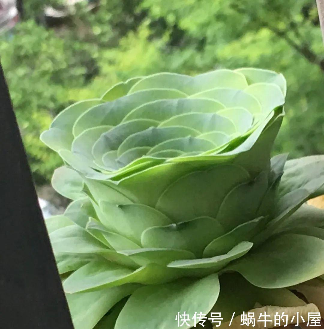 种花|7种花慎养，天一热就死，白花钱买罪受