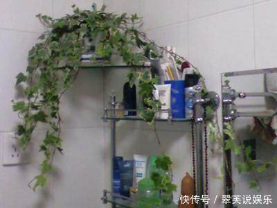 这6种花超耐阴,放在卫生间养,不仅能消除异味还能净化空气!