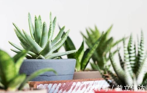 植株|养虎皮兰,能不能晒太阳,怎么养能长得更旺,为你揭开答案