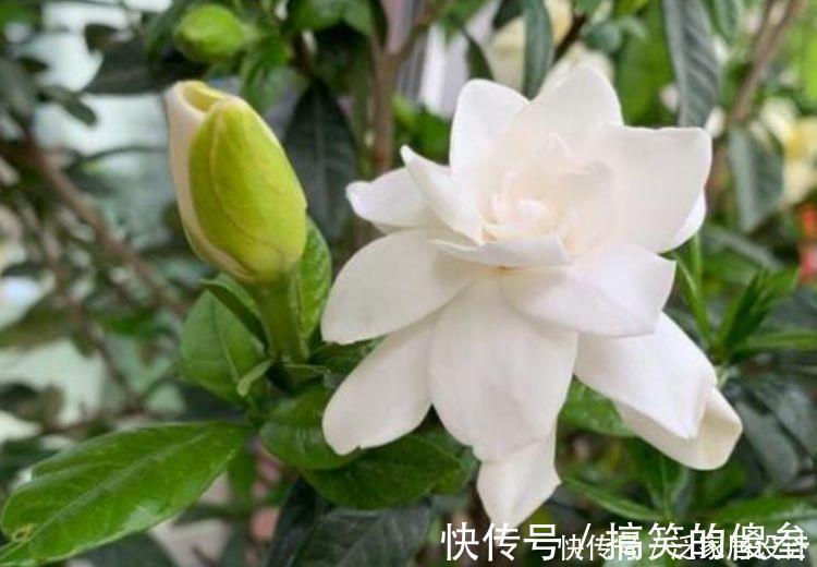 泡桐|4种花花型圆滚惹人爱，花色艳花量大，开花幽香暗淡