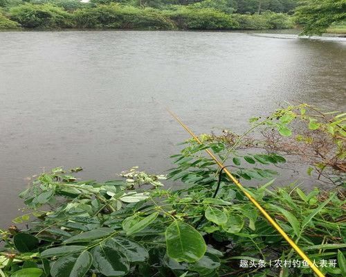 夏季梅雨期降雨多难钓鱼,学会这三点技巧,梅雨期野钓不空军