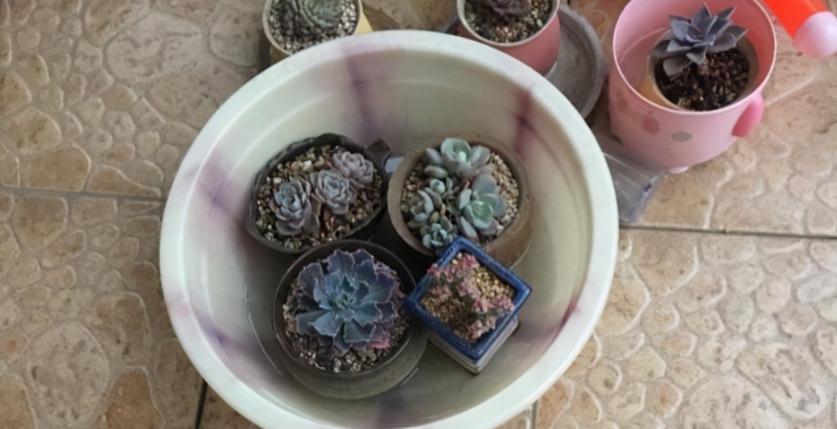 邻居小妹养多肉,少有烂根虫害问题发生,全赖这些地方把控严密