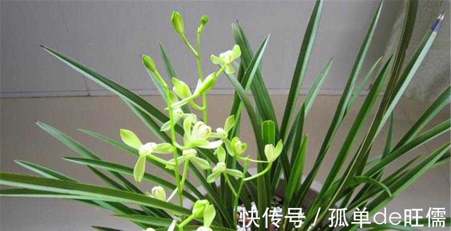 叶片|7月建兰还没开花3个促花技巧要掌握，学会了花朵又多又香