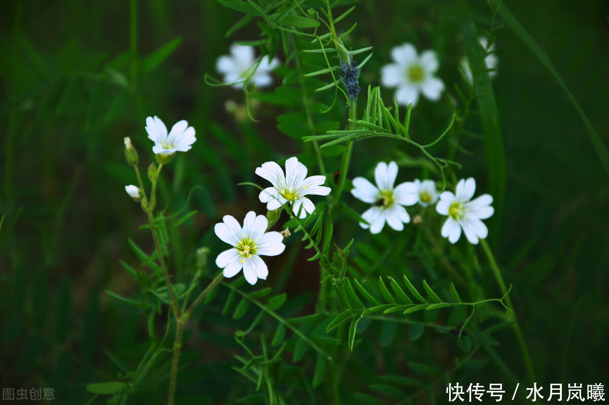 春夏秋冬@情思缱绻，碎语年华，总有一个人，止于唇齿，掩于岁月