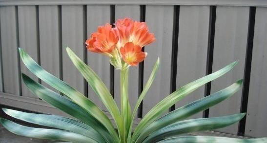 家庭盆栽君子兰,掌握“浇水”小窍门,不干根不烂根,越长越旺