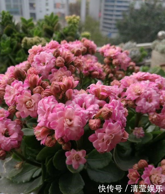 长寿|长寿花换土,切记避开“生死季”,换个时间段,沾土就生根