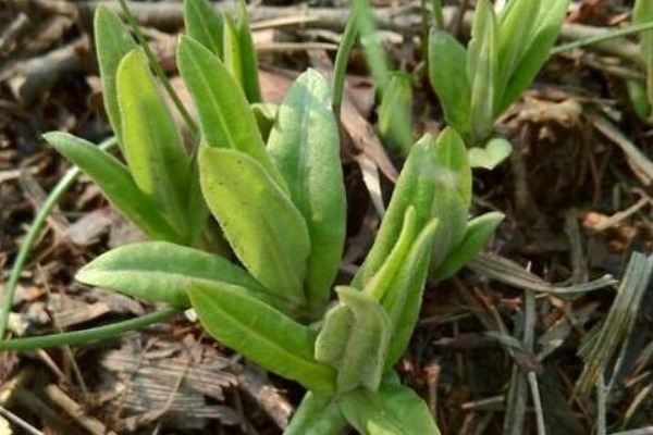 老少皆宜|农村不用花钱的野菜,营养高能治病,老少皆宜,却被人们当杂草