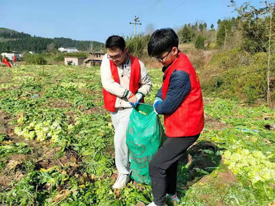 石柱：榨菜地里开出了一抹“志愿红”