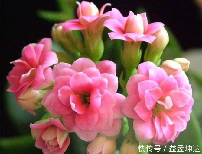 长寿花|这几款植物养在家,一年四季开花不断,花大色艳很漂亮,谁养谁爱