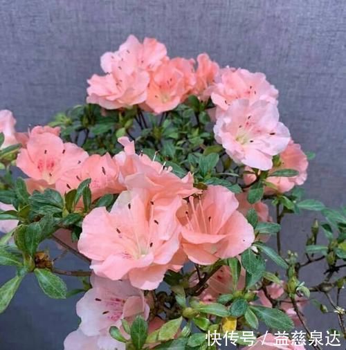 皋月杜鹃|此款盆栽花卉,比兰花大气,越养越漂亮,养几年长成传家宝