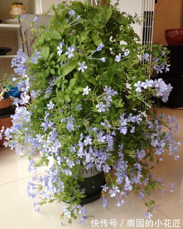 清新|夏天的蓝雪花,多做两步骤,不停开花,开花量大清新美丽