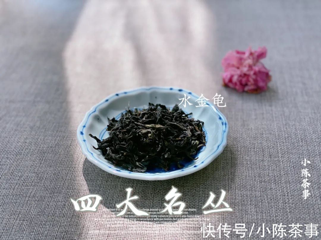 岩茶#从铁罗汉、水金龟、半天妖，再到白鸡冠，四大名丛见证岩茶的历史