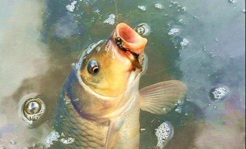 钓位|八月钓鲤鱼用上这几招才过瘾，不管在哪钓，半天就爆护