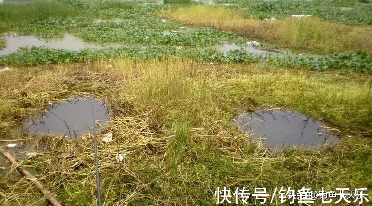 冬季鲫鱼难钓？化绍新老师给新手的几点建议