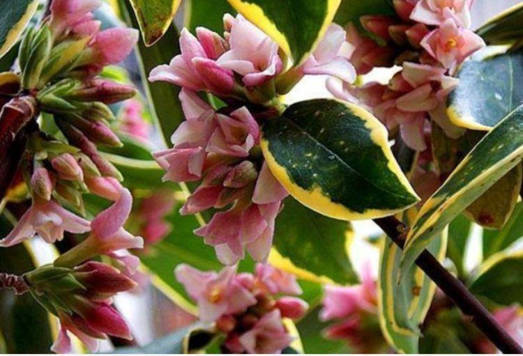 4种花养家里,漂亮又便宜,沾土就开花,一开就是300多天