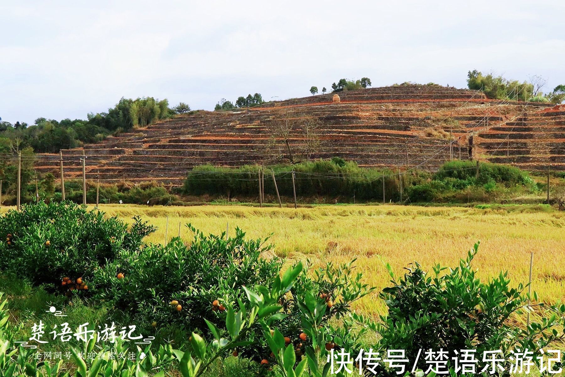 浙江这个古村被田野包裹，饱含田园风情，百亩梯田成为独特风景